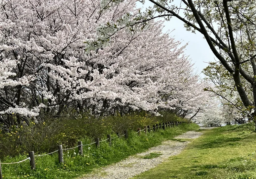 馬見丘陵公園の桜並木