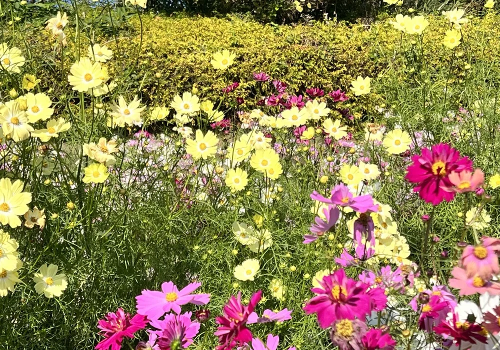 馬見丘陵公園のコスモス