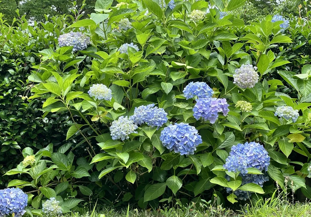 馬見丘陵公園のアジサイ