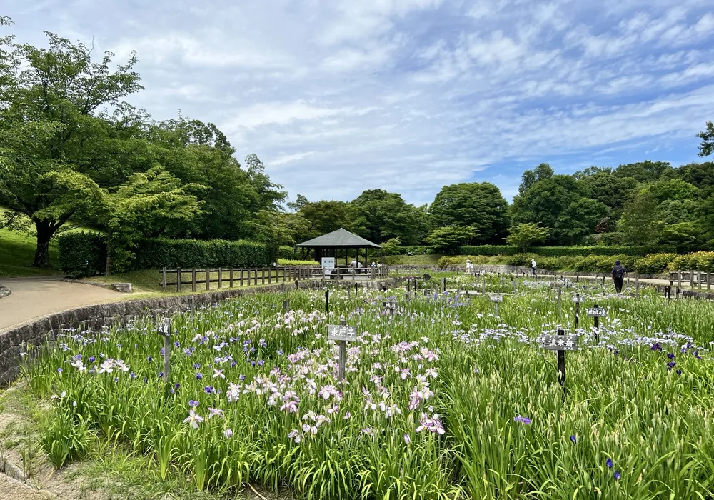 馬見丘陵公園の花菖蒲