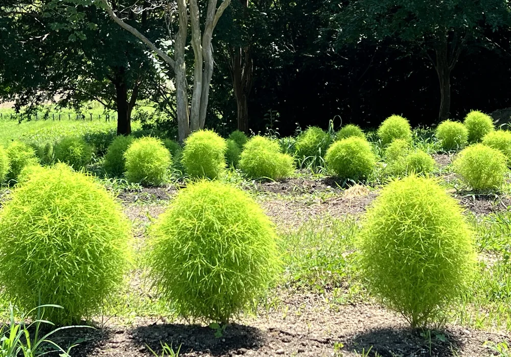 馬見丘陵公園のコキア