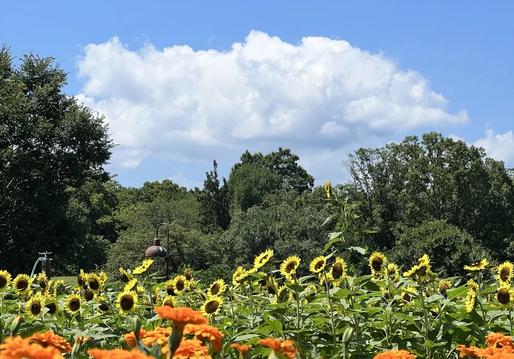馬見丘陵公園の夏の花景色